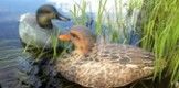 Выбираем чучела для утиной охоты